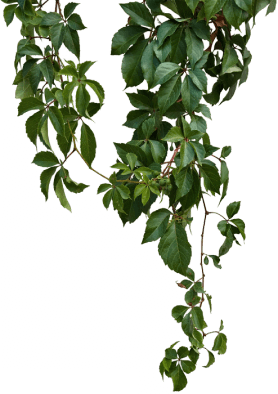 bg leaf