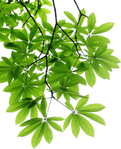 decorative leaf